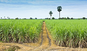 Construction of four sugar cane seed banks for Ethanol Production, Venezuela